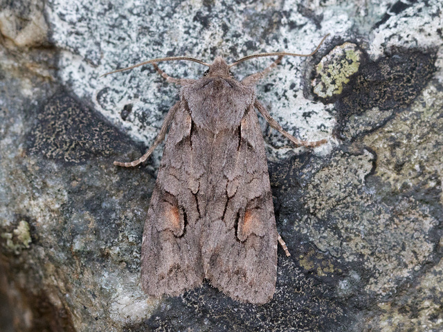 The Conformist (Lithophane furcifera)