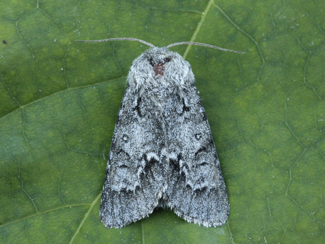 Light Know Grass (Acronicta menyanthidis)