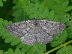 Scotch Annulet (Gnophos obfuscata)