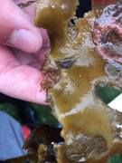 Sponges (Porifera)