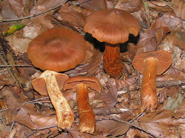 Spiss giftslørsopp (Cortinarius rubellus)