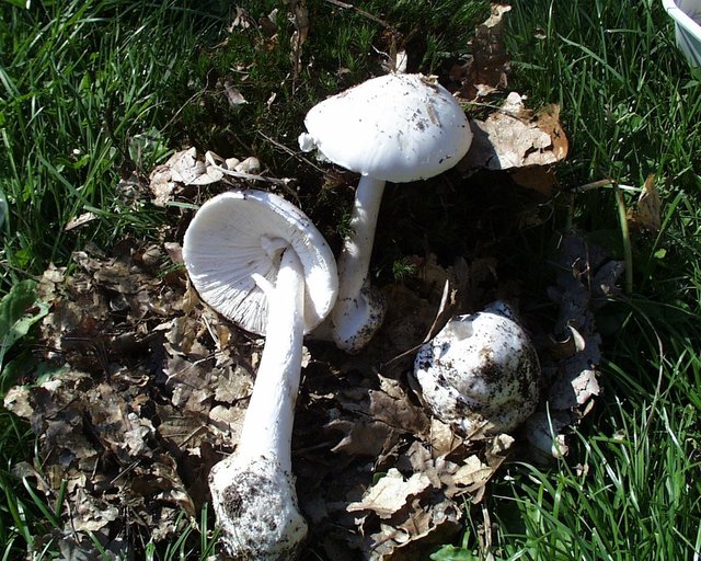 The Destroying Angel (Amanita virosa)