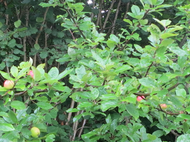 Crab Apple (Malus sylvestris)