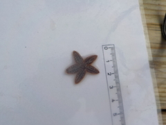 Starfish (Asteroidea)