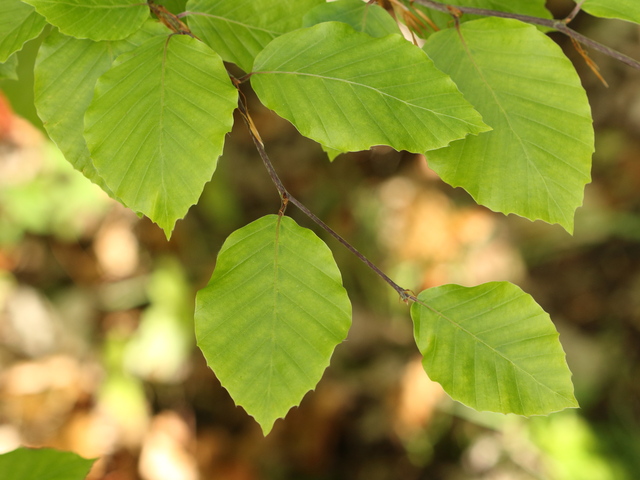 Common Beech (Fagus sylvatica)