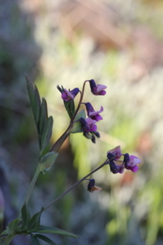 Bitter-vetch (Lathyrus linifolius)