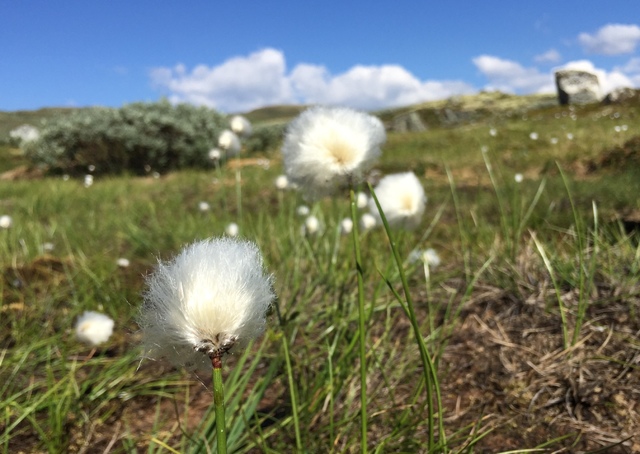 Scheuchzer's Cottongrass (Eriophorum scheuchzeri)