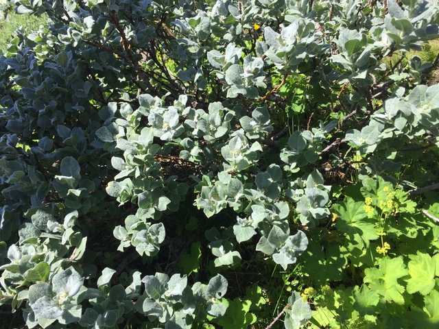 Woolly Willow (Salix lanata)