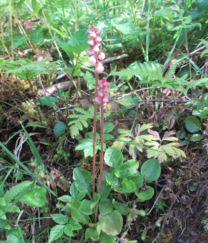 Common Wintergreen (Pyrola minor)