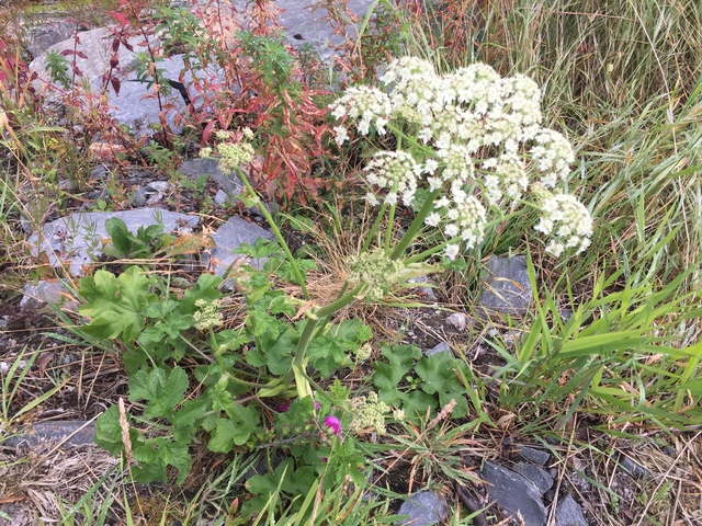 Hogweed (Heracleum sphondylium)