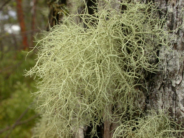 Strylav (Usnea)