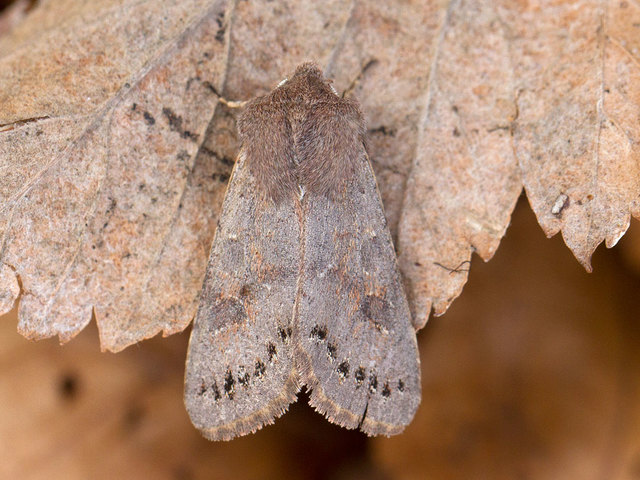 Lead-coloured Drab (Orthosia populeti)