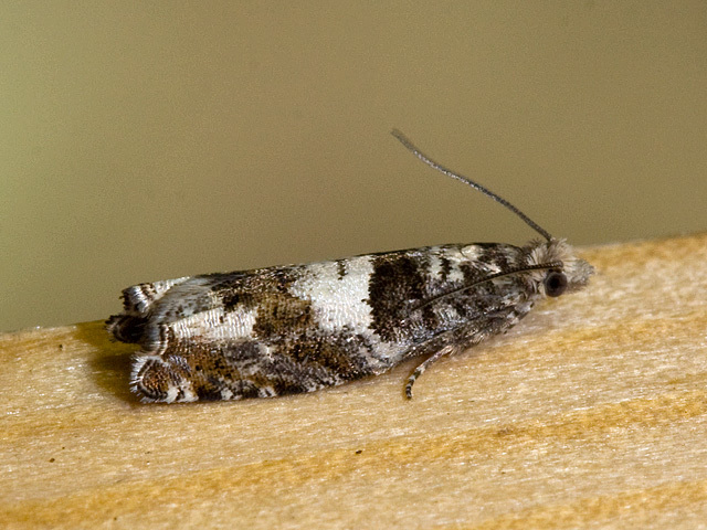 Birch Bell (Epinotia demarniana)