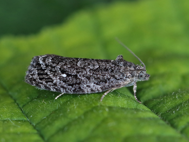 Ospeløvvikler (Apotomis inundana)