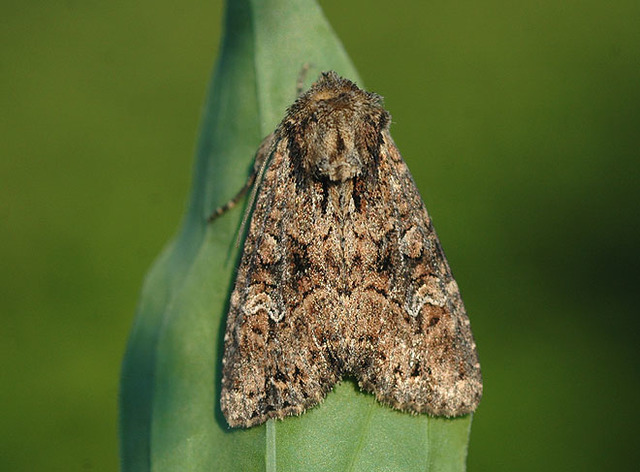 Small Clouded Brindle (Apamea unanimis)