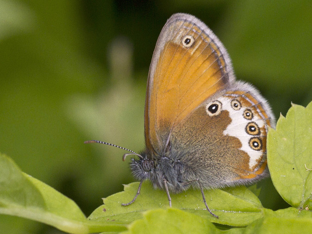 Pearly Heath (Coenonympha arcania)