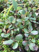 Bog Bilberry (Vaccinium uliginosum)