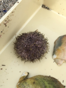 Sea urchins (Echinoidea)