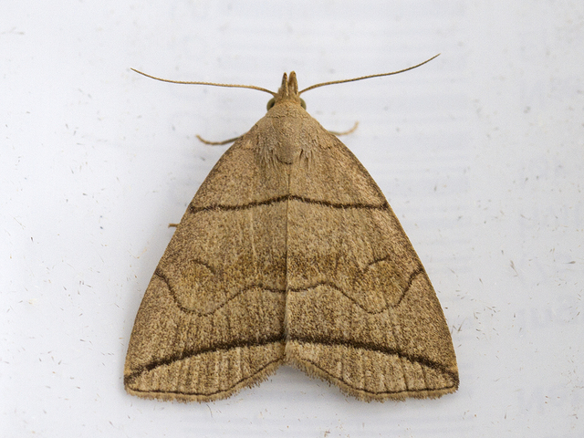 Small Fan-foot (Herminia grisealis)