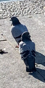 Rock Pigeon (Feral Pigeon) (Columba livia)