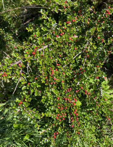 Krypmispel (Cotoneaster horizontalis)