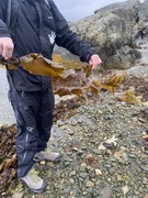 Sugar Kelp (Saccharina latissima)