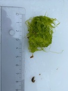 Green algae (Chlorophyta)