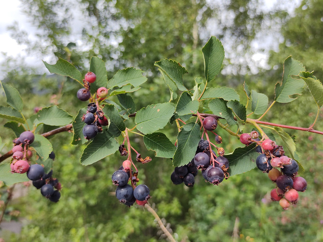 Blåhegg (Amelanchier spicata)