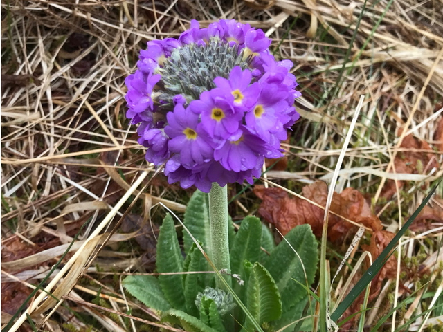 Drumstick primrose (Primula denticulata)