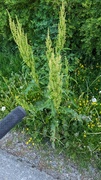 Romermalurt (Artemisia pontica)