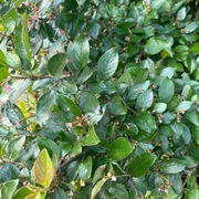 Blankmispel (Cotoneaster lucidus)