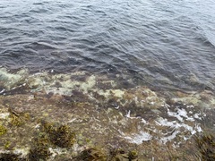 Serrated Wrack (Fucus serratus)